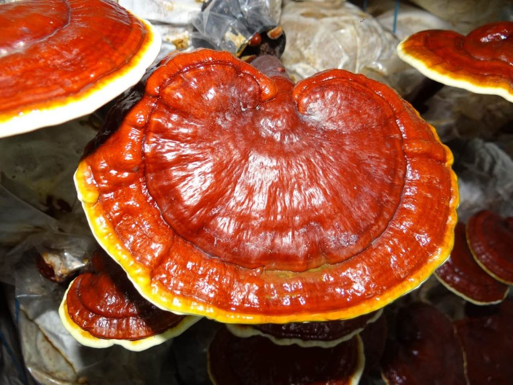 ganoderma-mushroom