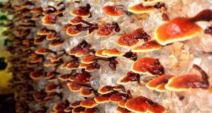ganoderma-mushroom-lingzhi2
